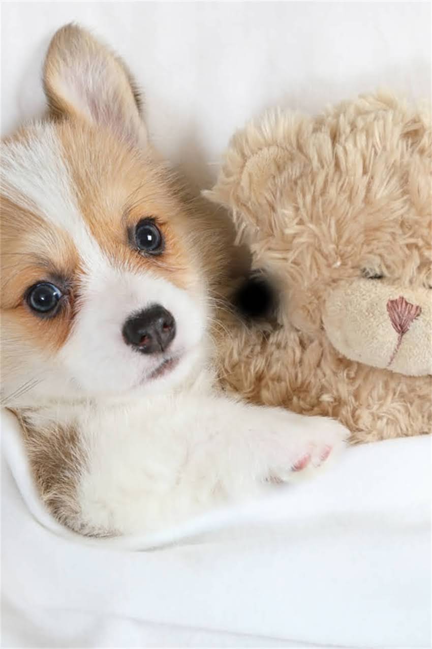 图片 吉娃娃成犬标准体型尺寸是多少？科学饲养指南助你养出完美吉娃娃.jpg