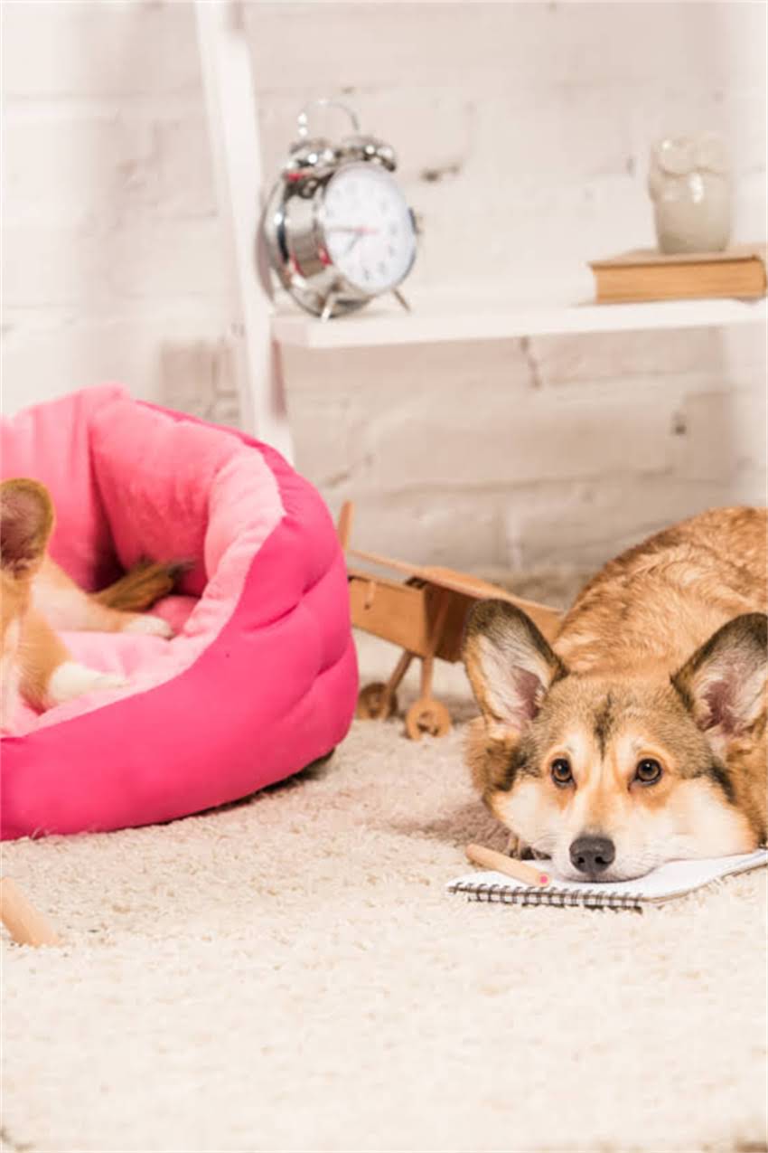 图片 吉娃娃成犬标准体型尺寸是多少？科学饲养指南助你养出完美吉娃娃1.jpg