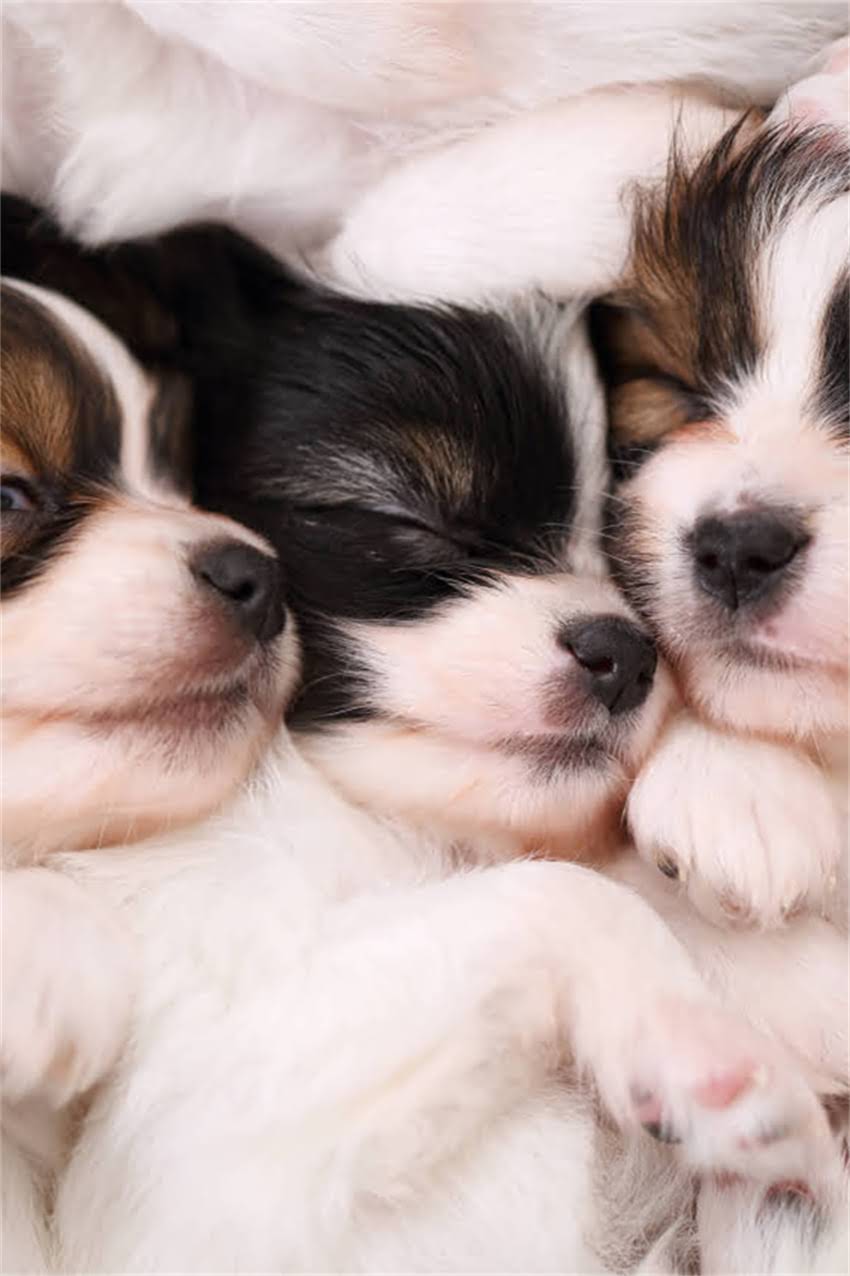 图片 吉娃娃成犬饮食指南：科学喂养5大营养原则与禁忌清单.jpg