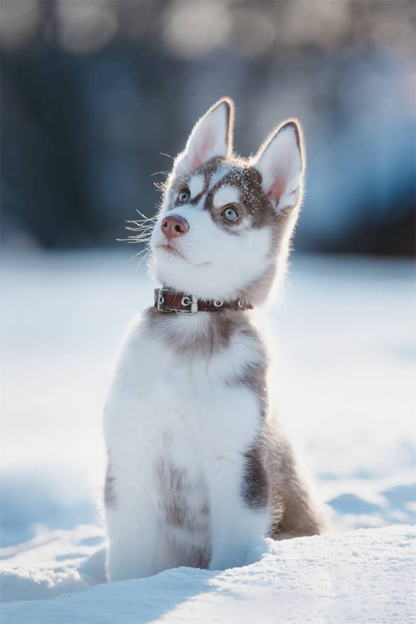 图片 吉娃娃成犬饮食指南：科学喂养5大营养原则与禁忌清单1.jpg