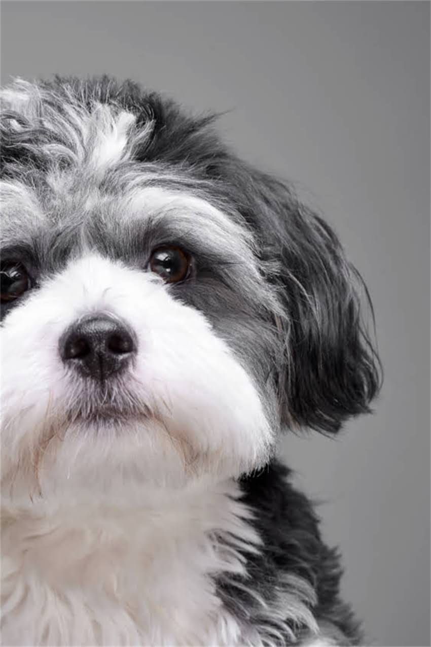 图片 吉娃娃成犬饮食指南：科学喂养5大营养原则与禁忌清单2.jpg