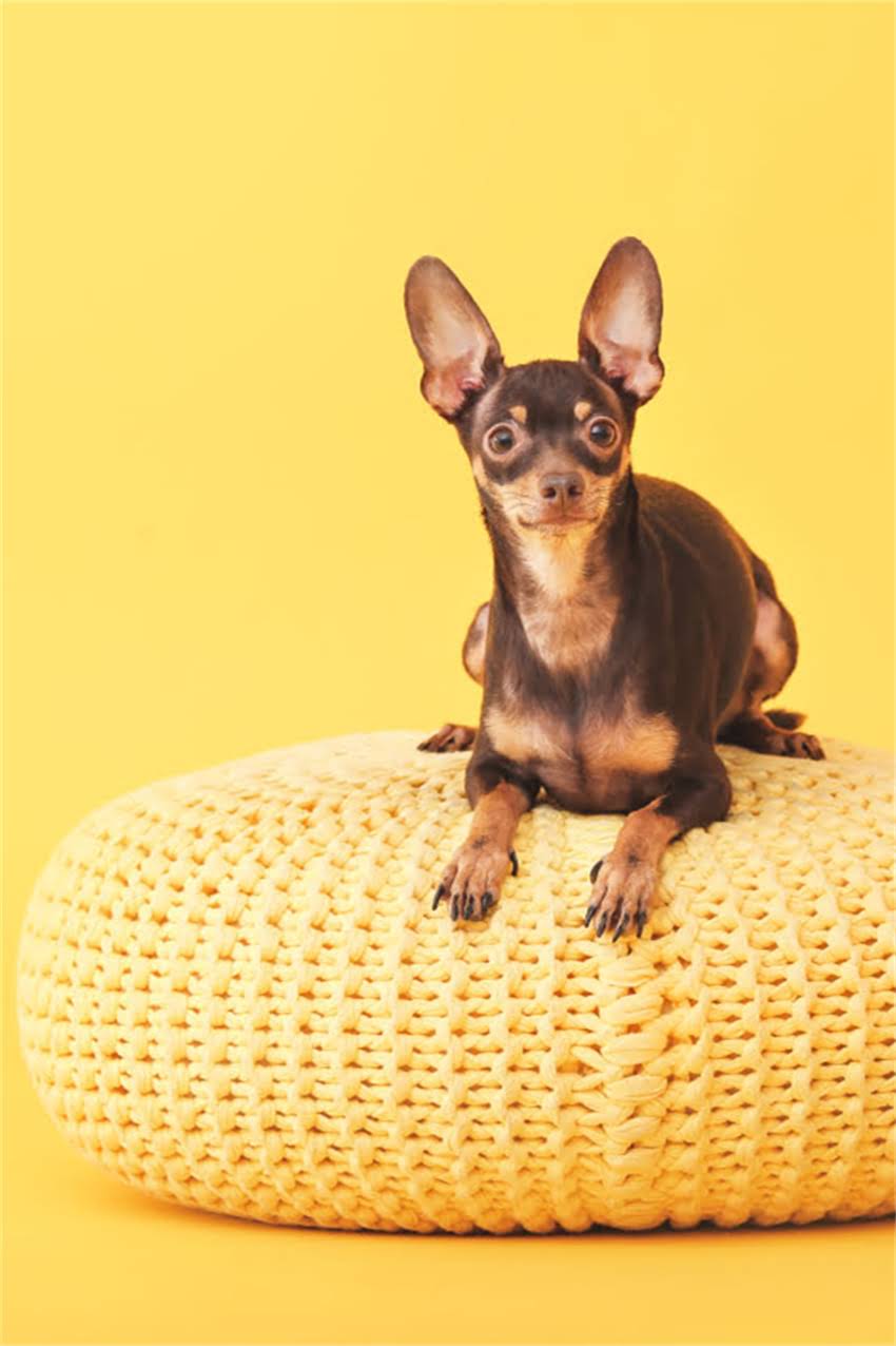 图片 吉娃娃拒绝清理耳朵怎么办？5个有效方法+家庭护理指南.jpg