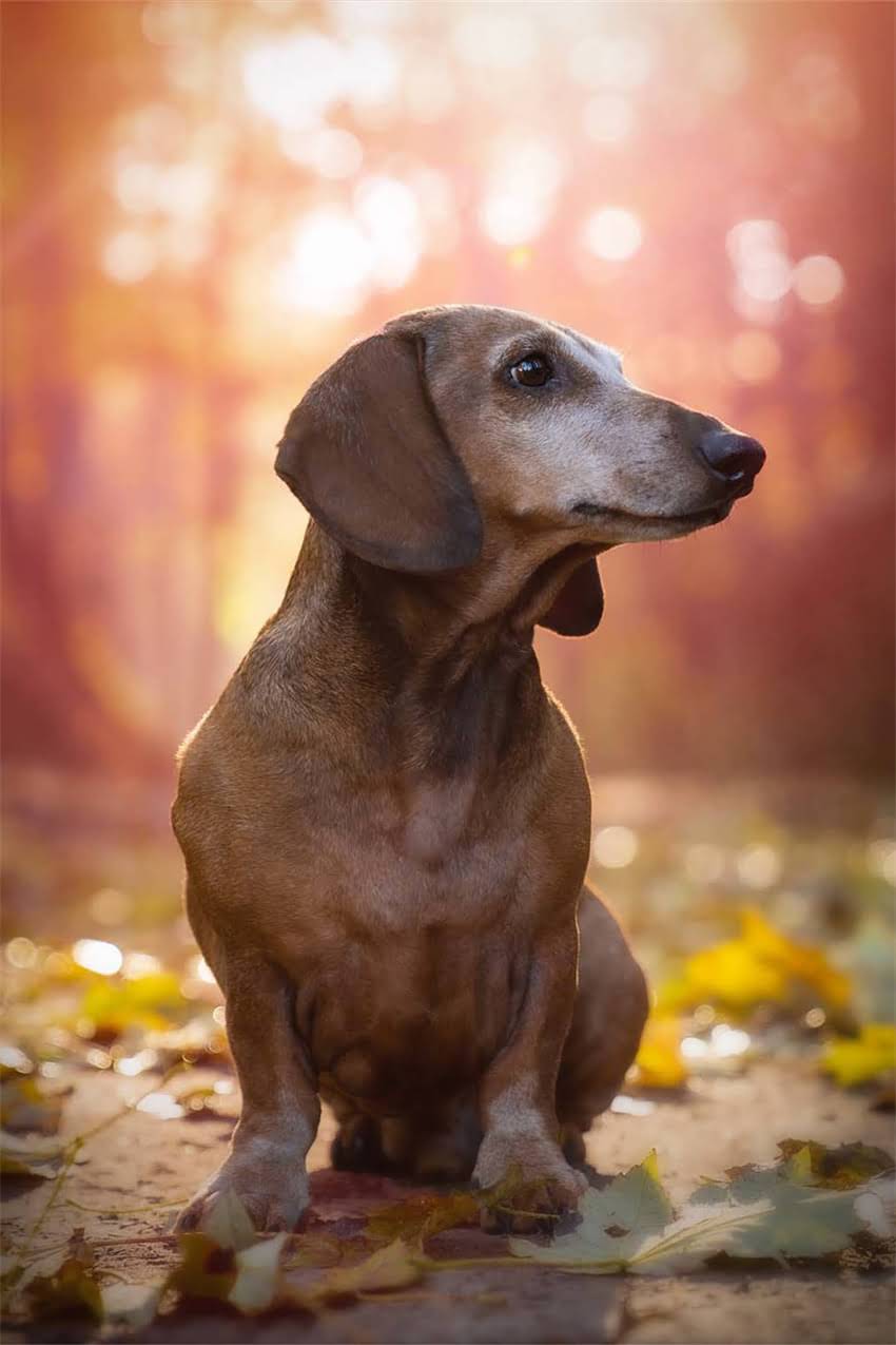 图片 吉娃娃斗牛犬混血后代特征寿命护理全1.jpg