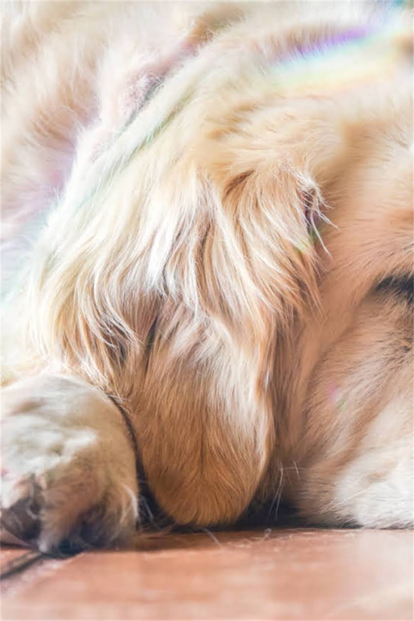 图片 吉娃娃是不是小型犬？权威品种特征与饲养指南.jpg