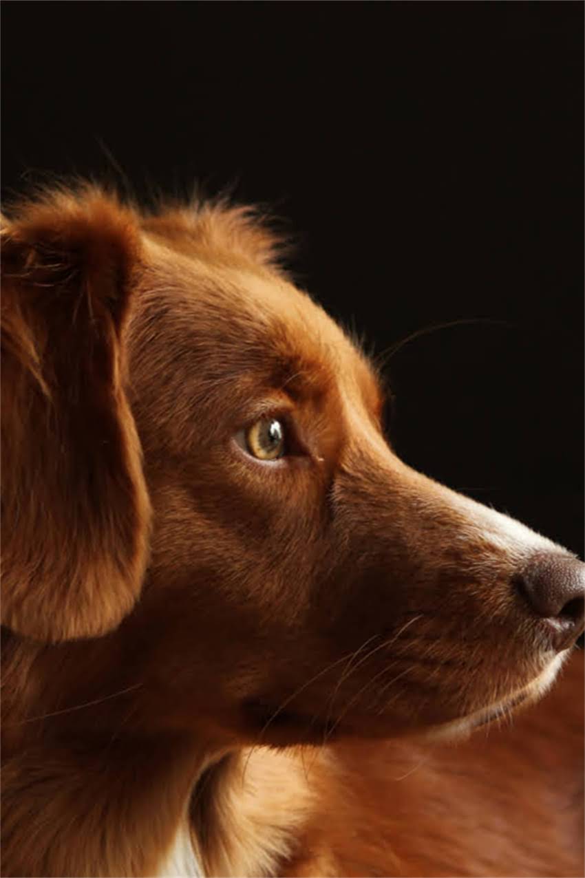图片 吉娃娃是不是小型犬？权威品种特征与饲养指南1.jpg