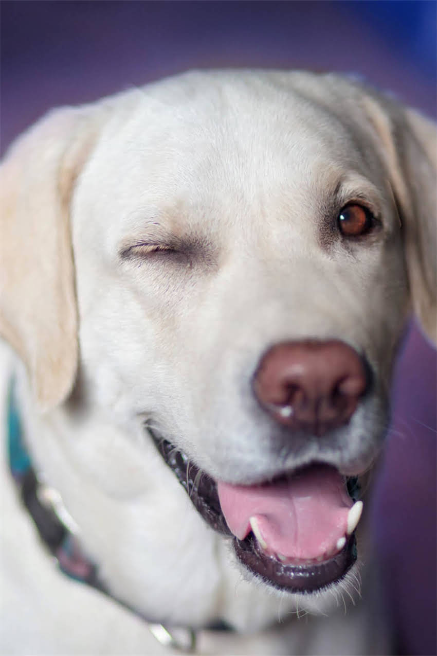 图片 吉娃娃是不是小型犬？权威品种特征与饲养指南2.jpg