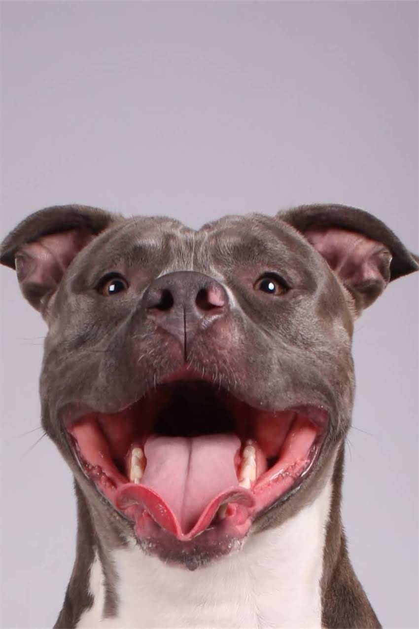 图片 吉娃娃是短毛还是长毛？品种特征与护理全指南2.jpg