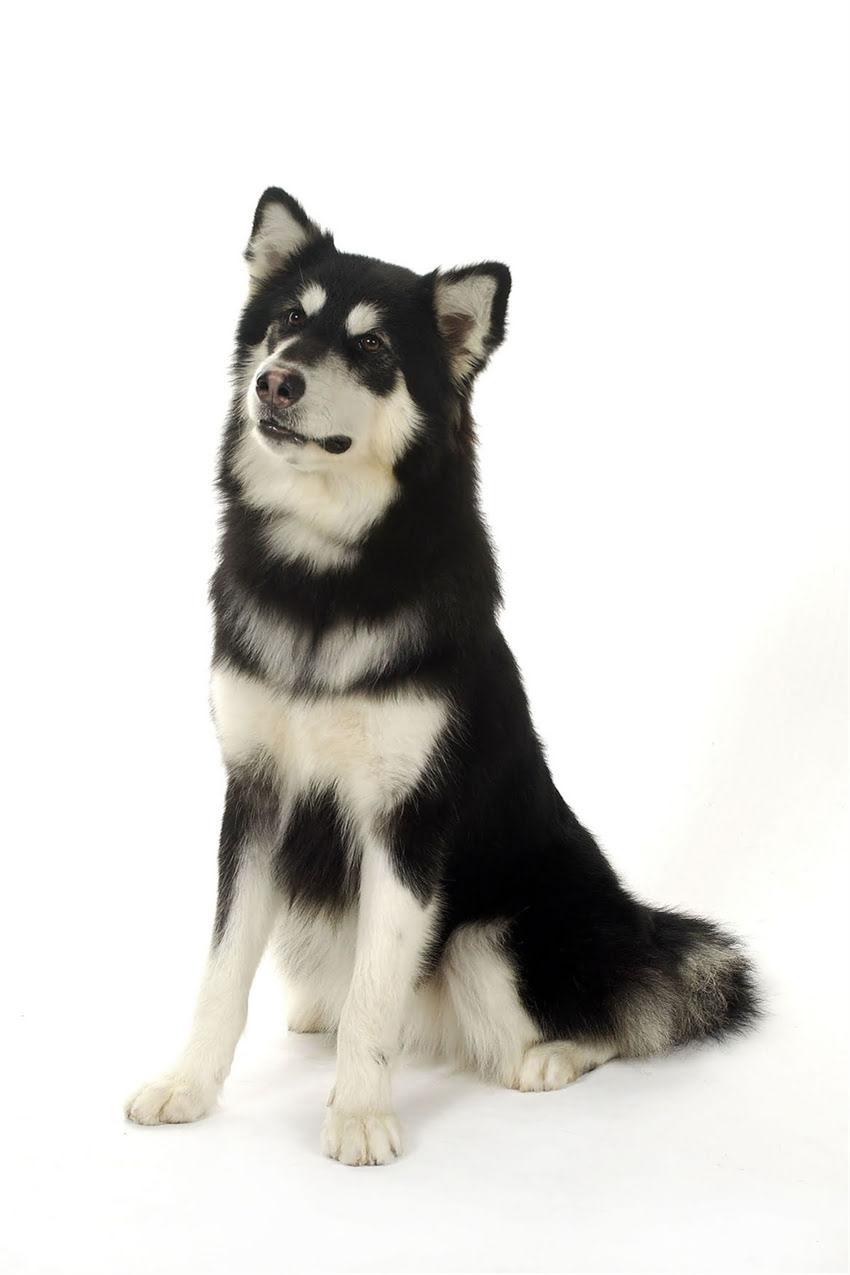 图片 吉娃娃最爱玩具推荐：科学养护指南与行为解读（附选购清单）1.jpg