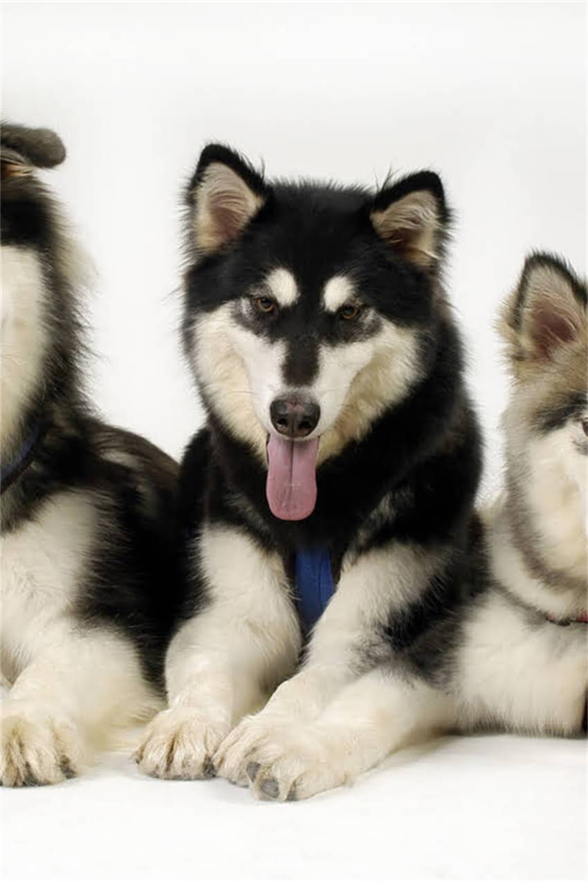 图片 吉娃娃最爱玩具推荐：科学养护指南与行为解读（附选购清单）2.jpg