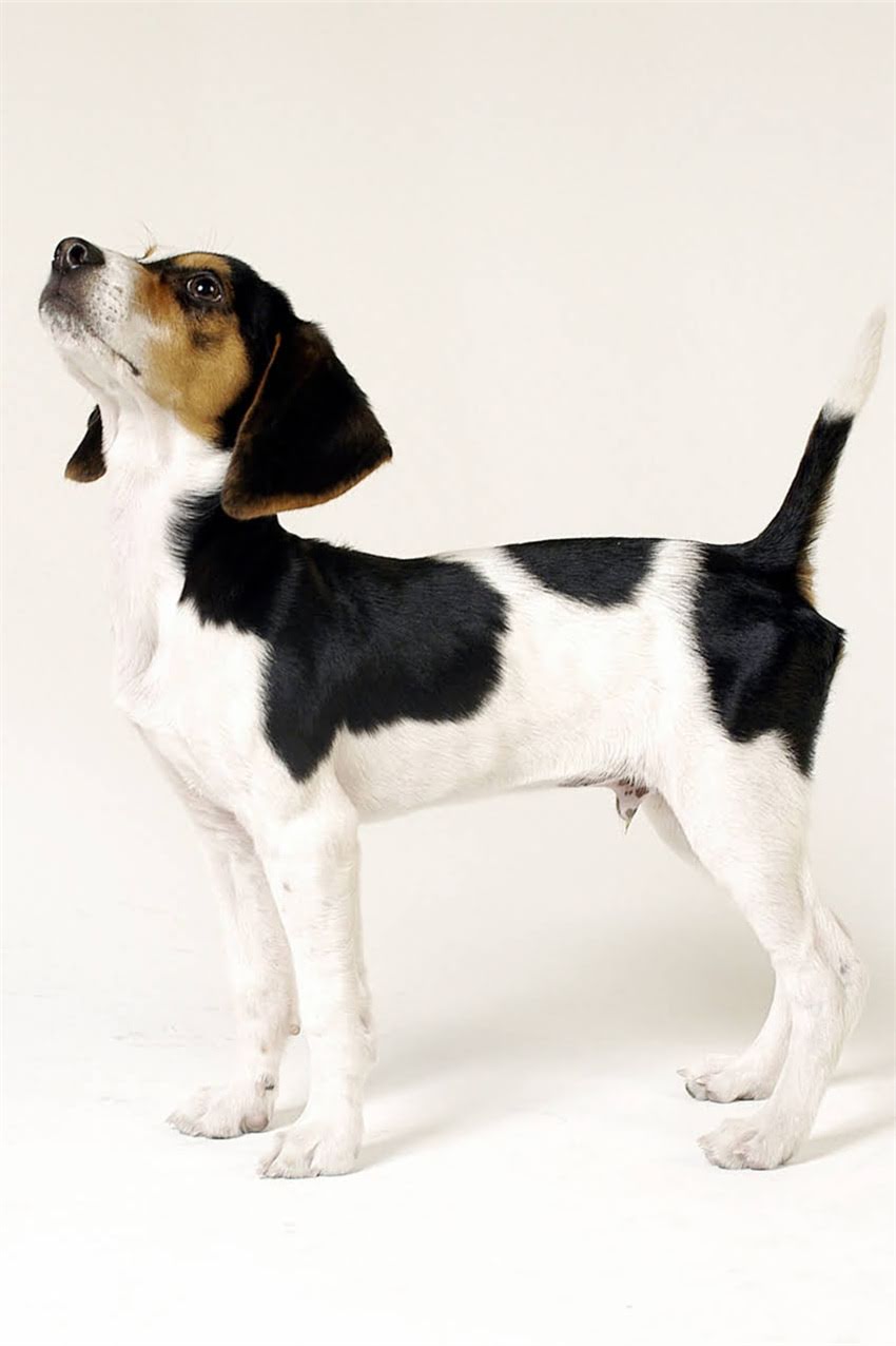 图片 吉娃娃最长寿命有多久？寿命影响因素及养护技巧2.jpg