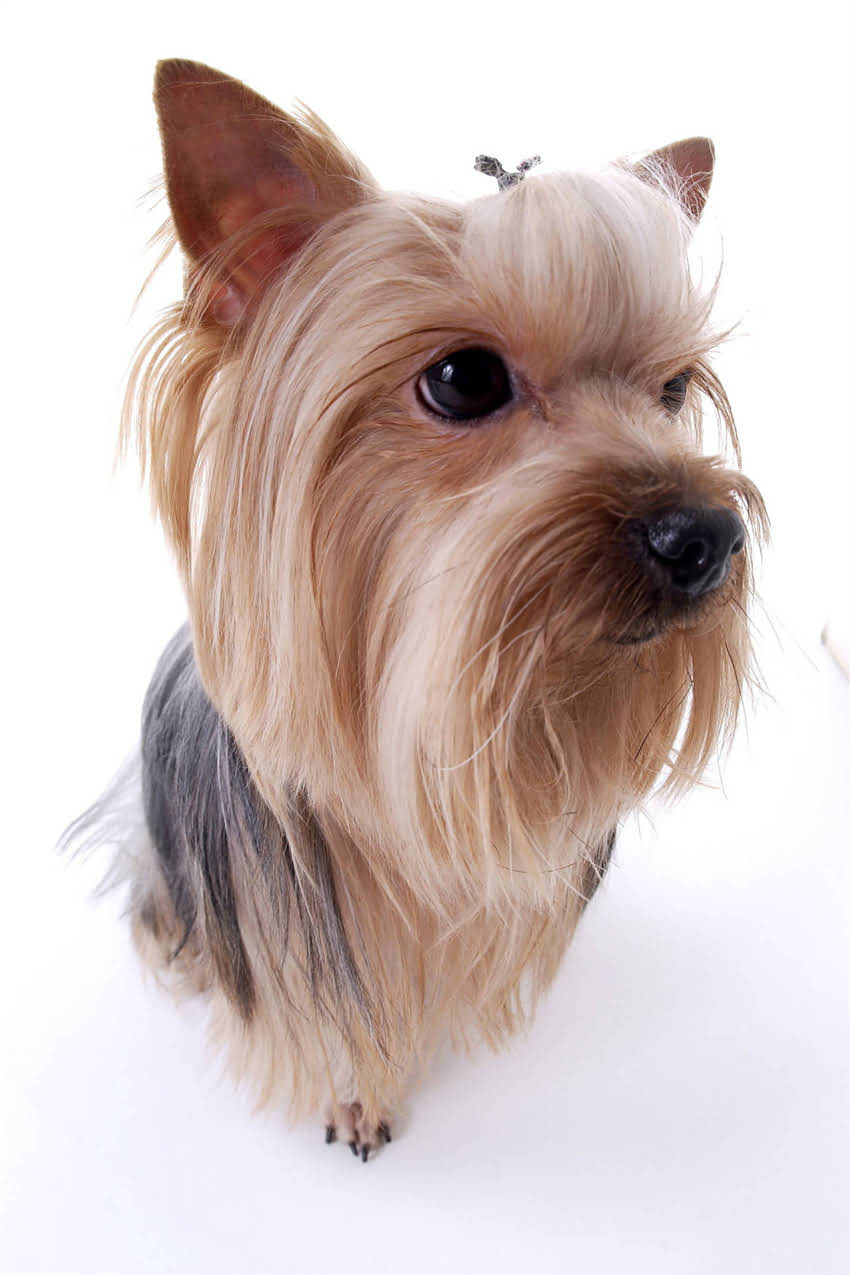 图片 吉娃娃有哪些品种及特点？全面8大吉娃娃类型与饲养指南.jpg