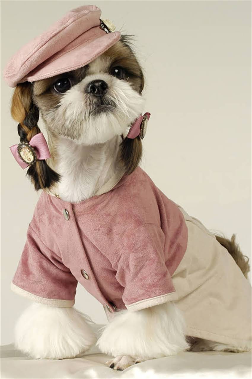 图片 吉娃娃有哪些品种及特点？全面8大吉娃娃类型与饲养指南1.jpg