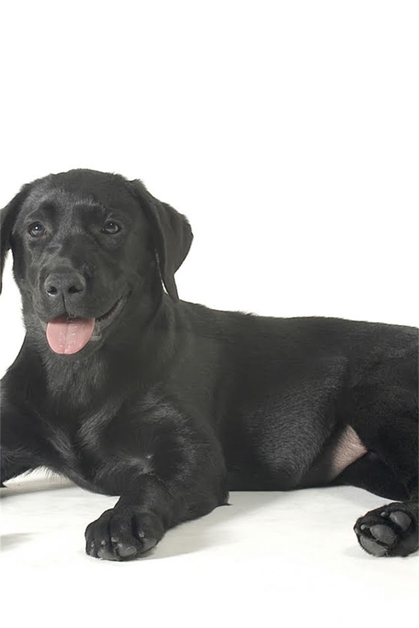 图片 吉娃娃有棕色吗？吉娃娃的12种稀有颜色及养护全攻略.jpg