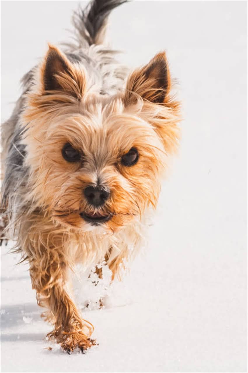 图片 吉娃娃标准体重与饲养全指南：不同月龄体重表+异常体重应对方案1.jpg