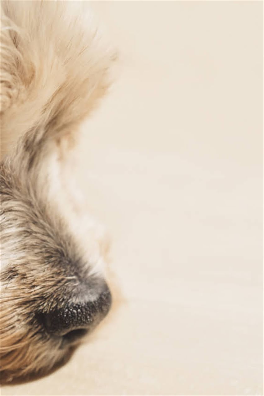 图片 吉娃娃标准体重是多少？小体精品吉娃娃健康体重范围及饲养指南.jpg