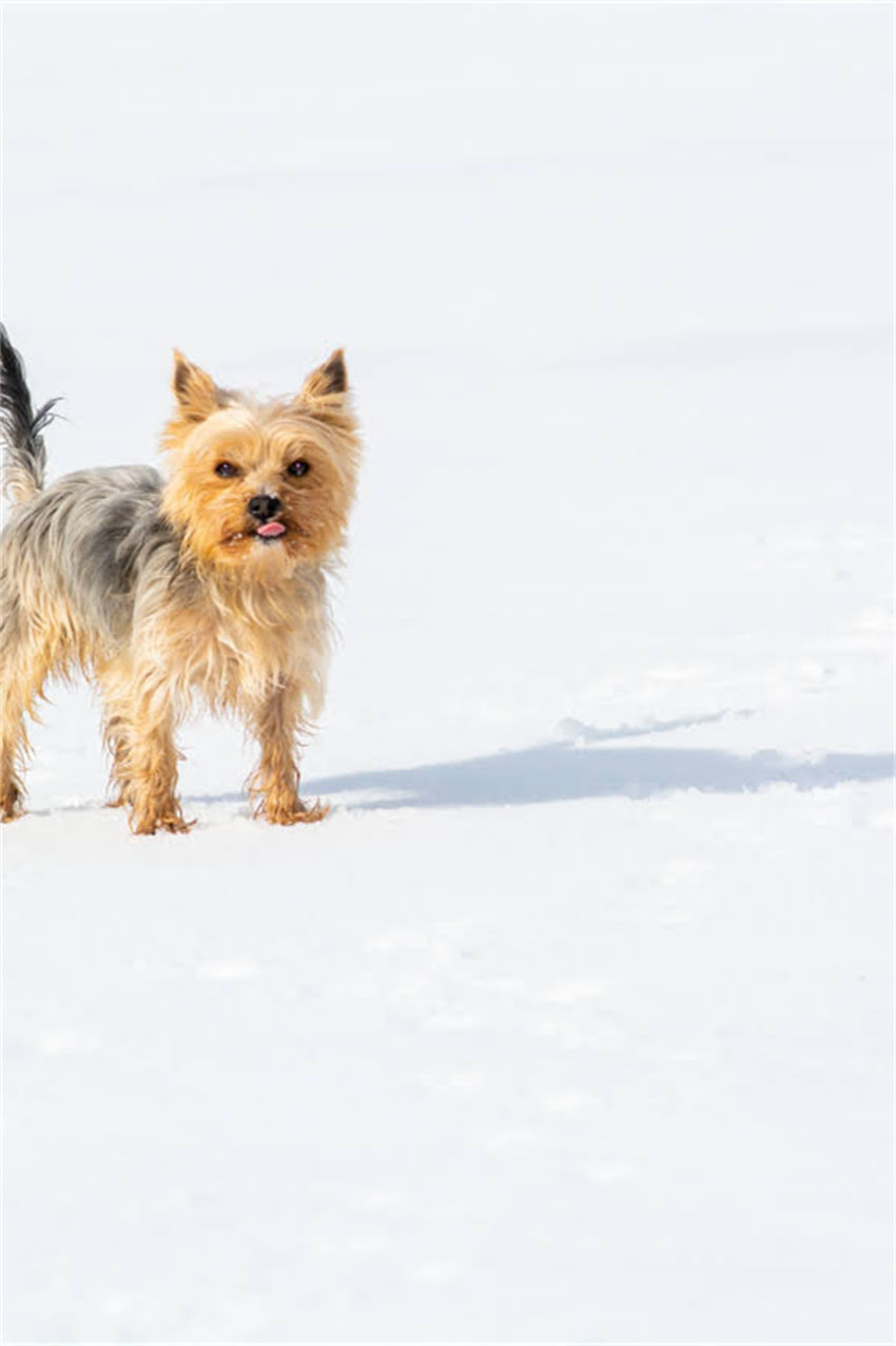 图片 吉娃娃标准体重是多少？小体精品吉娃娃健康体重范围及饲养指南1.jpg
