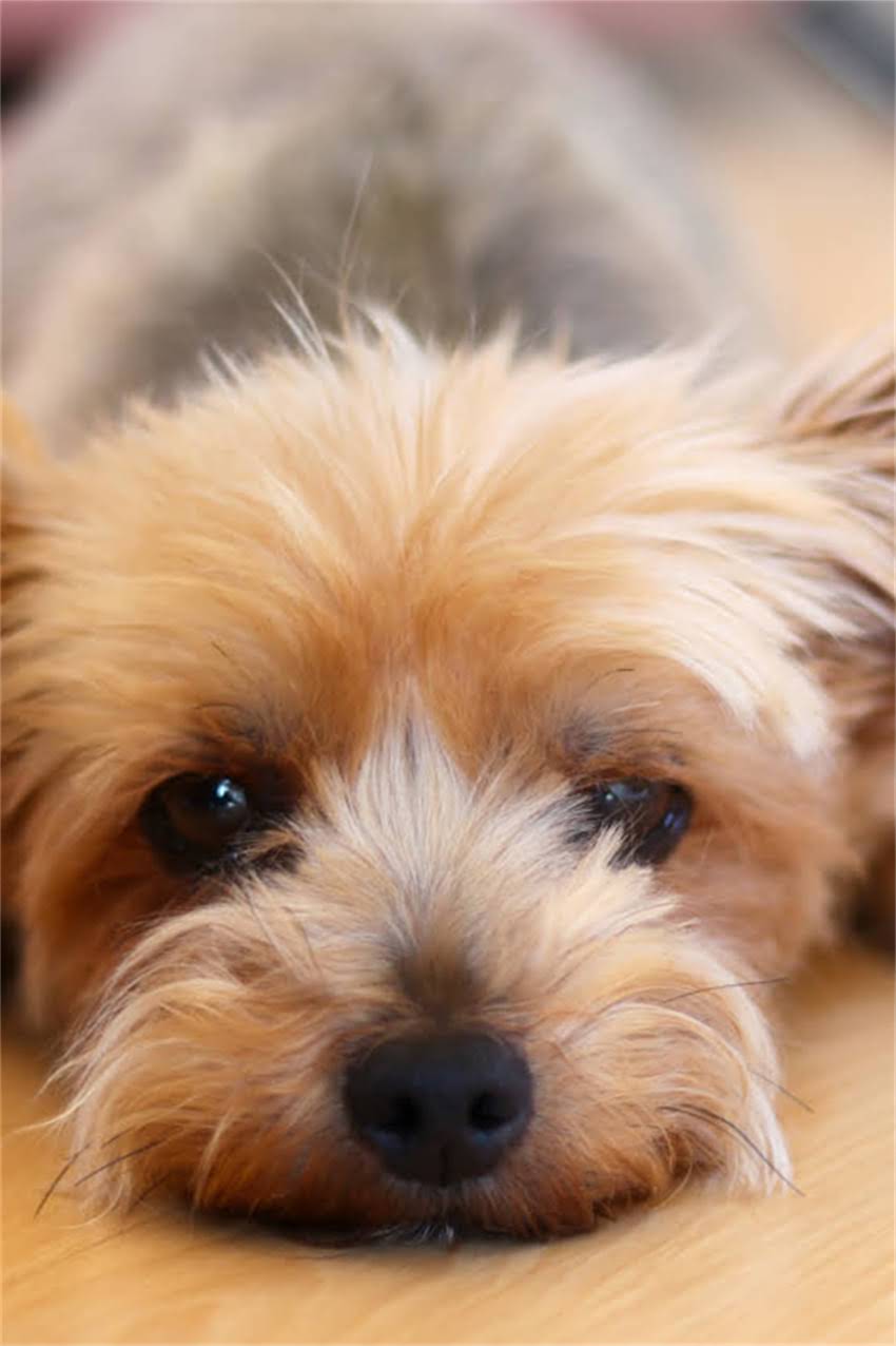 图片 吉娃娃标准体重是多少？小体精品吉娃娃健康体重范围及饲养指南2.jpg