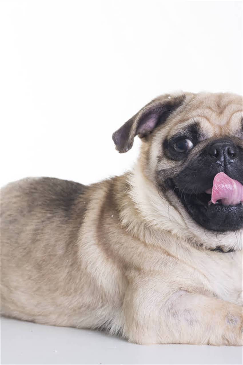 图片 吉娃娃气管卡住紧急处理指南：家庭急救方法与预防措施全1.jpg