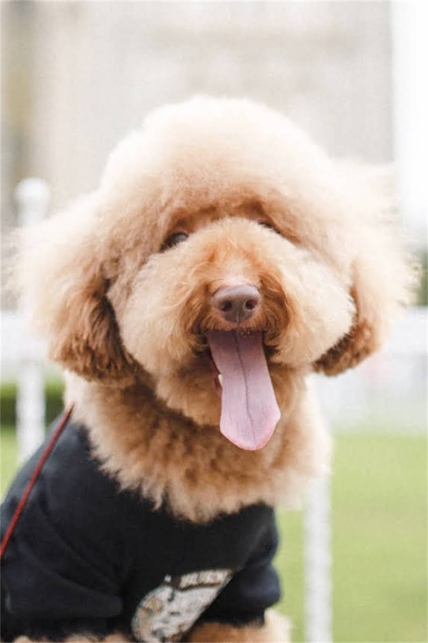 图片 吉娃娃气管卡住紧急处理指南：家庭急救方法与预防措施全2.jpg