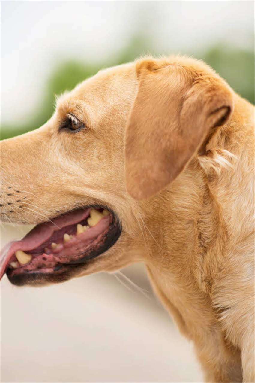 图片 吉娃娃泰迪串串培育全攻略：性格特征、饲养技巧与健康管理指南1.jpg