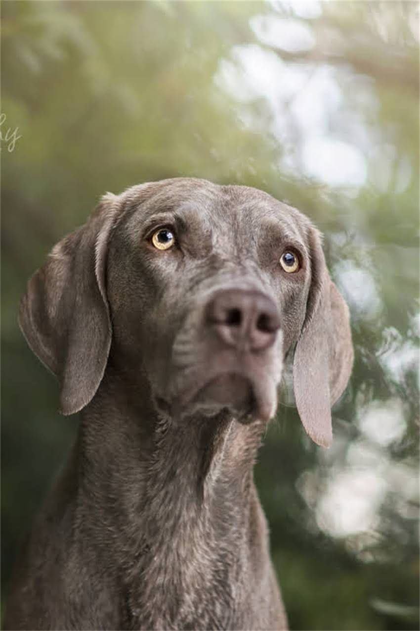 图片 吉娃娃泰迪串串培育全攻略：性格特征、饲养技巧与健康管理指南2.jpg