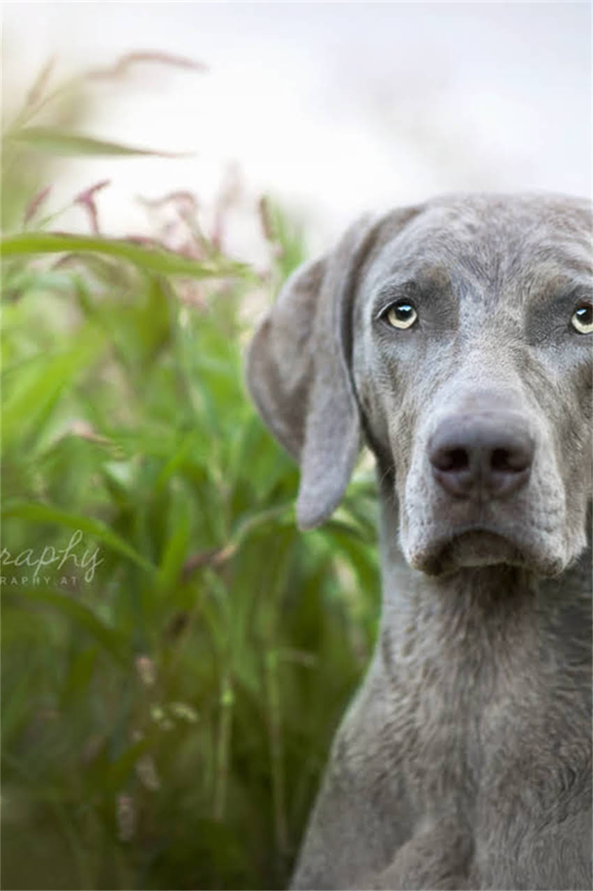 图片 吉娃娃犬VS茶杯犬：哪种更适合你？对比+选购指南.jpg