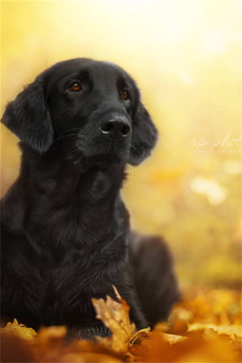 图片 吉娃娃犬刚出生时有多高？权威数据新生幼犬的体态特征与养护要点.jpg