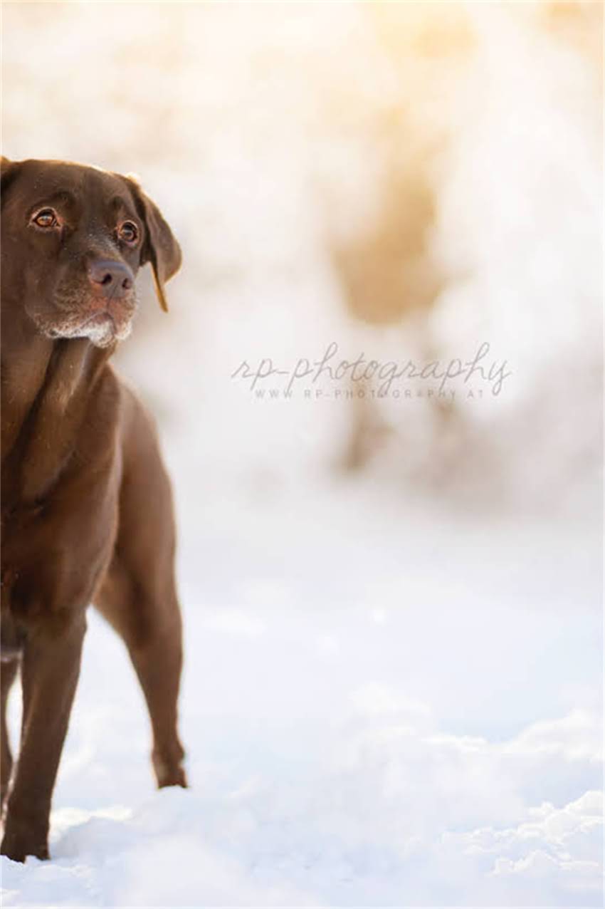 图片 吉娃娃犬刚出生时有多高？权威数据新生幼犬的体态特征与养护要点2.jpg