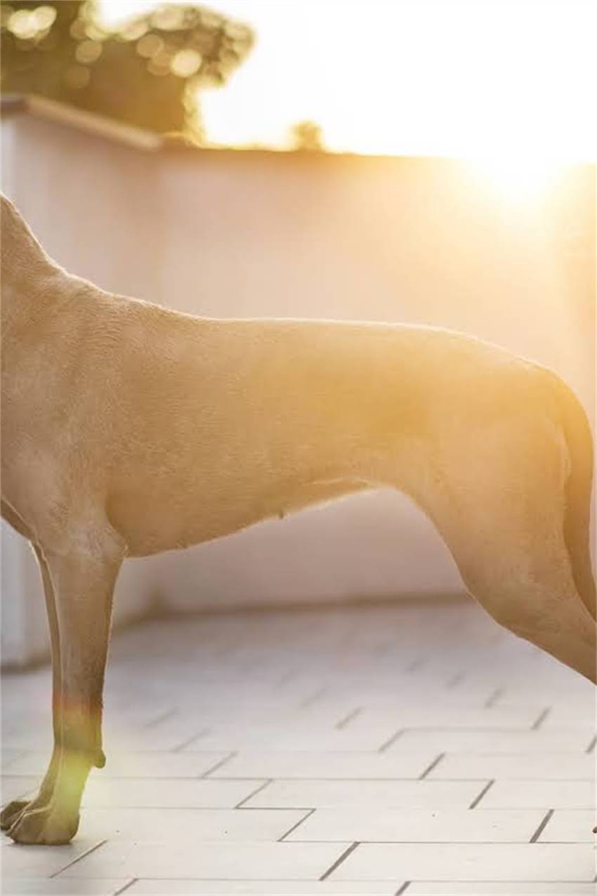 图片 吉娃娃犬多少钱一只？最新价格表+饲养成本全1.jpg