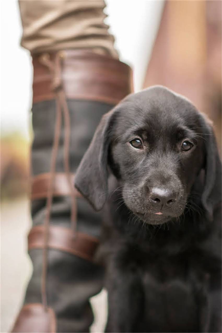 图片 吉娃娃狗多少钱一只？最新价格清单+选购避坑指南.jpg