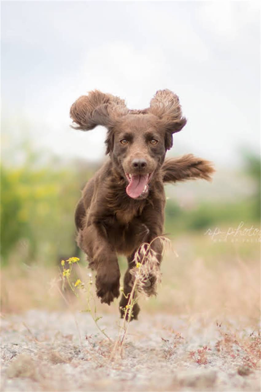 图片 吉娃娃狗多少钱一只？最新价格清单+选购避坑指南1.jpg