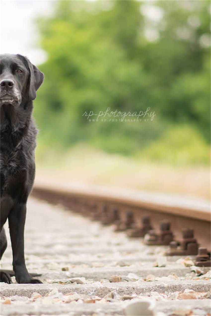 图片 吉娃娃狗多少钱一只？最新价格清单+选购避坑指南2.jpg