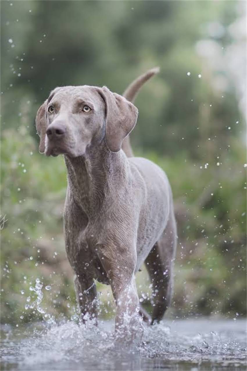 图片 吉娃娃用什么厕所？5种专用厕所推荐+训练指南，让小短腿告别乱尿.jpg