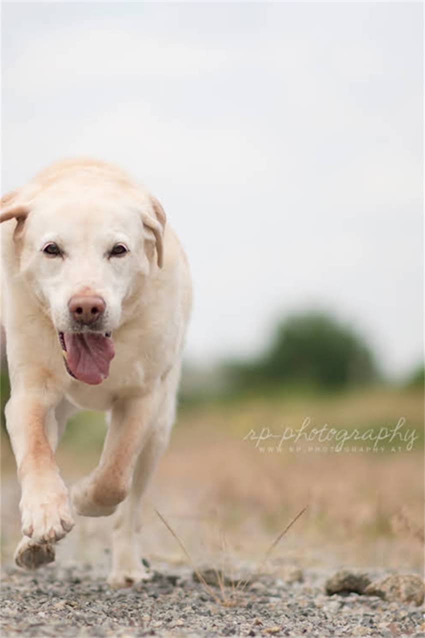 图片 吉娃娃用什么厕所？5种专用厕所推荐+训练指南，让小短腿告别乱尿2.jpg