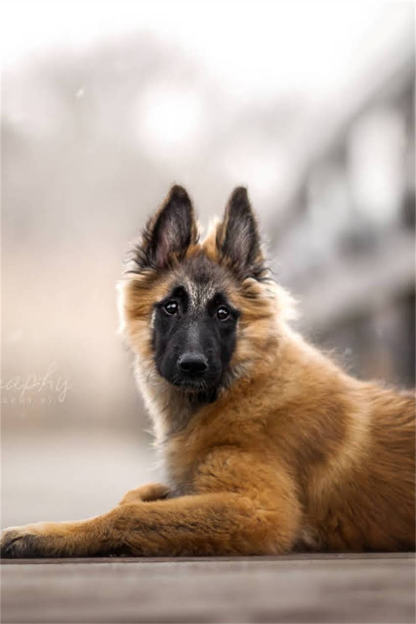 图片 吉娃娃疫苗接种与驱虫全指南：0-12月龄关键时间表及注意事项1.jpg