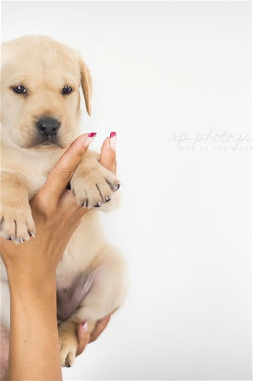 图片 吉娃娃眼睛发红5大原因及解决方法，养宠家长必看！.jpg