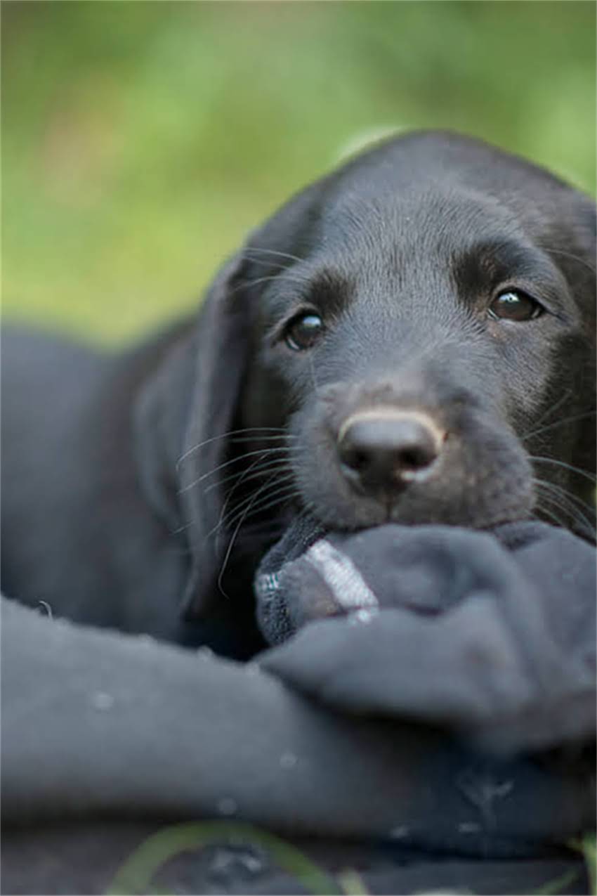 图片 吉娃娃眼睛发红5大原因及解决方法，养宠家长必看！1.jpg