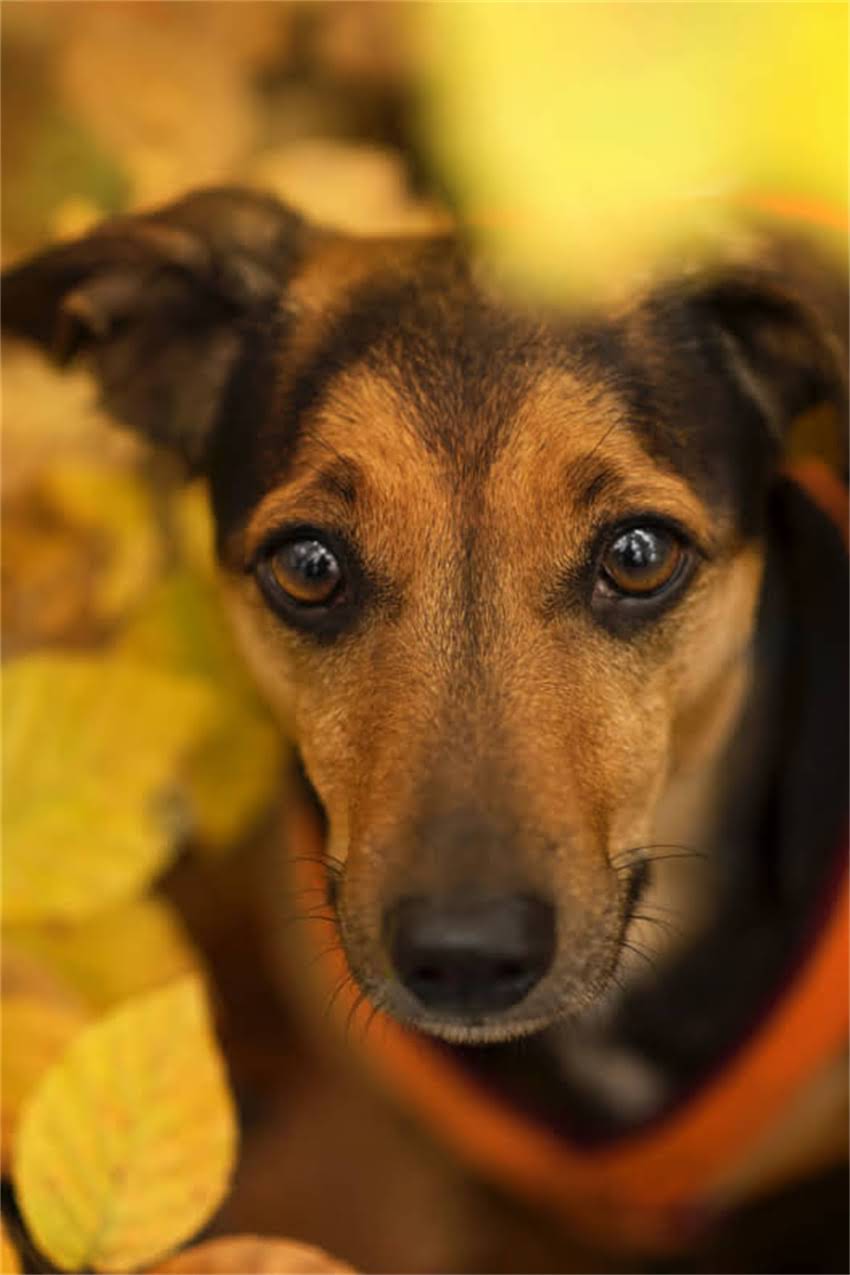 图片 吉娃娃眼睛受伤怎么办？5步急救法+专业兽医建议（附处理误区）2.jpg