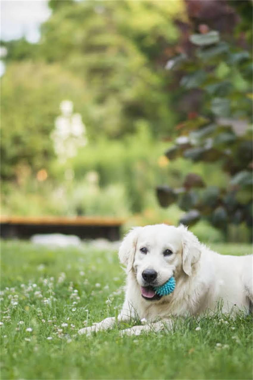 图片 吉娃娃眼睛长东西了怎么办？专家教你识别症状与专业治疗方案2.jpg