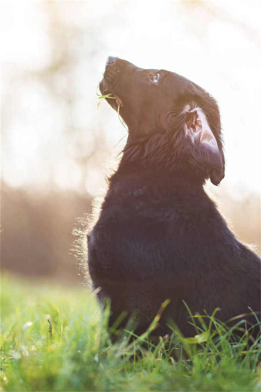 图片 吉娃娃睡觉总缩在角落？5个行为+专业养护指南（附视频案例）.jpg