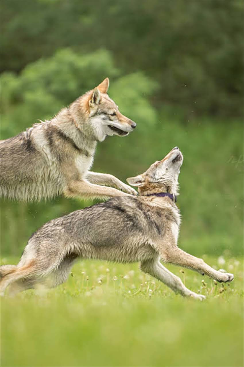 图片 吉娃娃睡觉总缩在角落？5个行为+专业养护指南（附视频案例）1.jpg