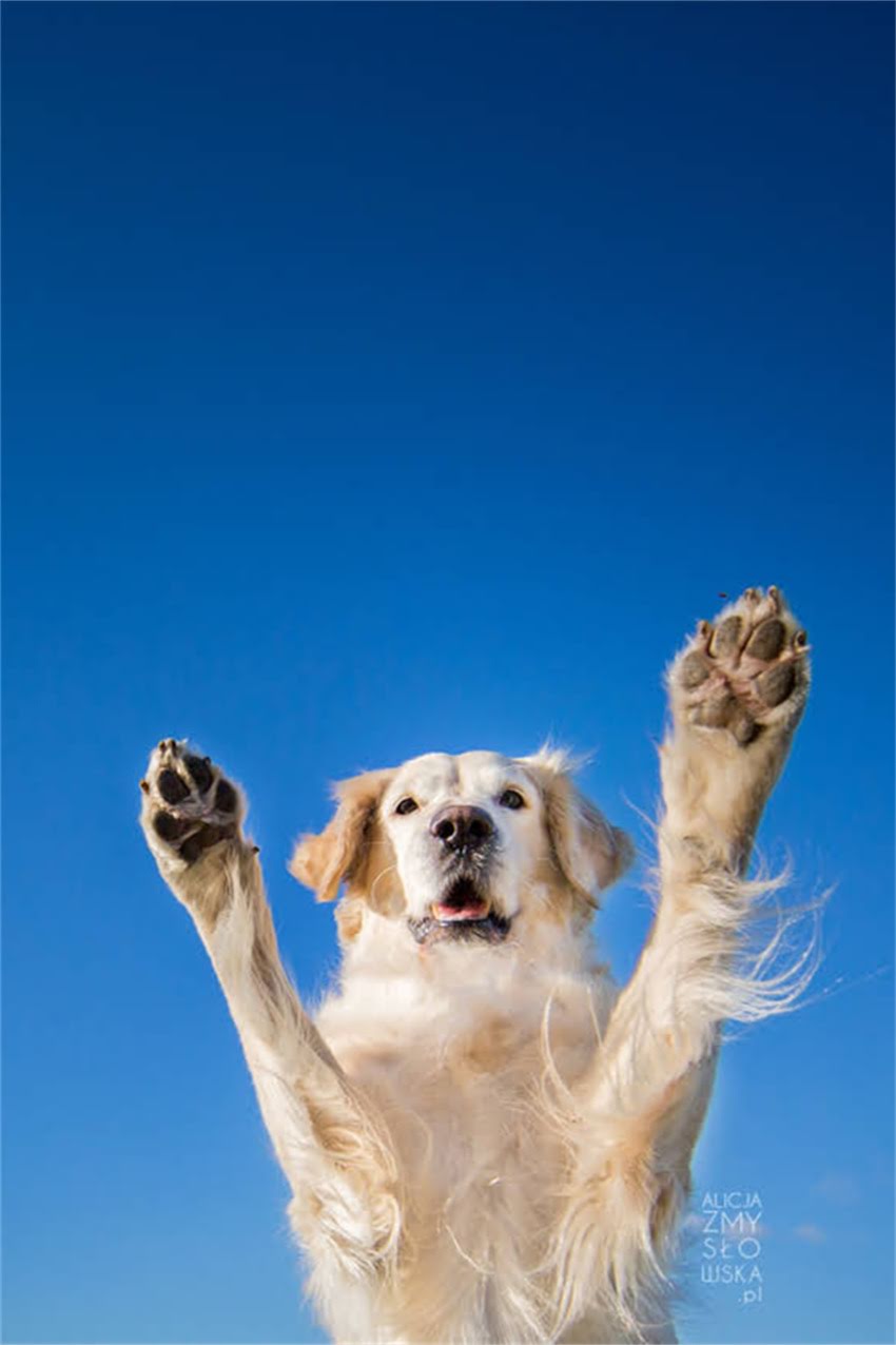 图片 吉娃娃睡觉总缩在角落？5个行为+专业养护指南（附视频案例）2.jpg