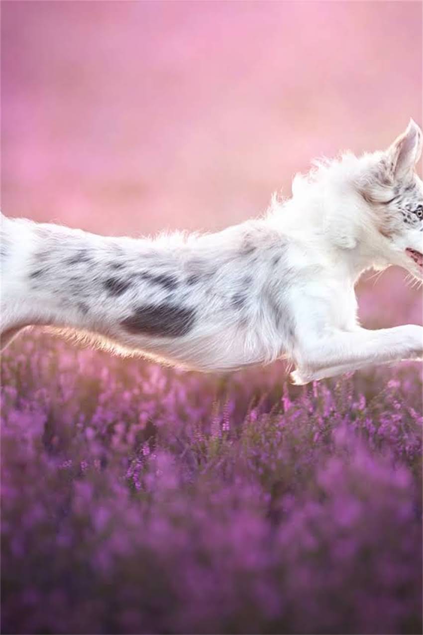 图片 吉娃娃科学养殖全攻略：新手必看注意事项与养护指南2.jpg