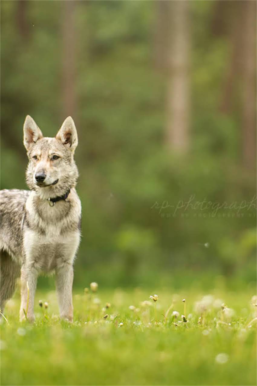 图片 吉娃娃科学喂养指南：如何选择优质奶膏及喂养全攻略.jpg