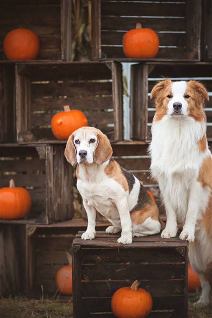 图片 吉娃娃科学喂养指南：如何选择优质奶膏及喂养全攻略2.jpg