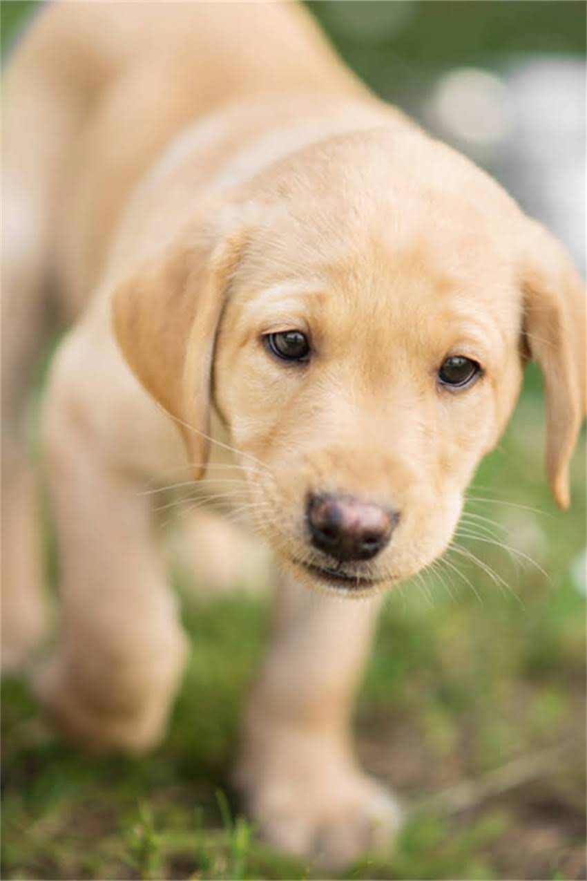 图片 吉娃娃突然不吃不喝怎么办？5大原因及3步急救法，宠物医生紧急指南1.jpg