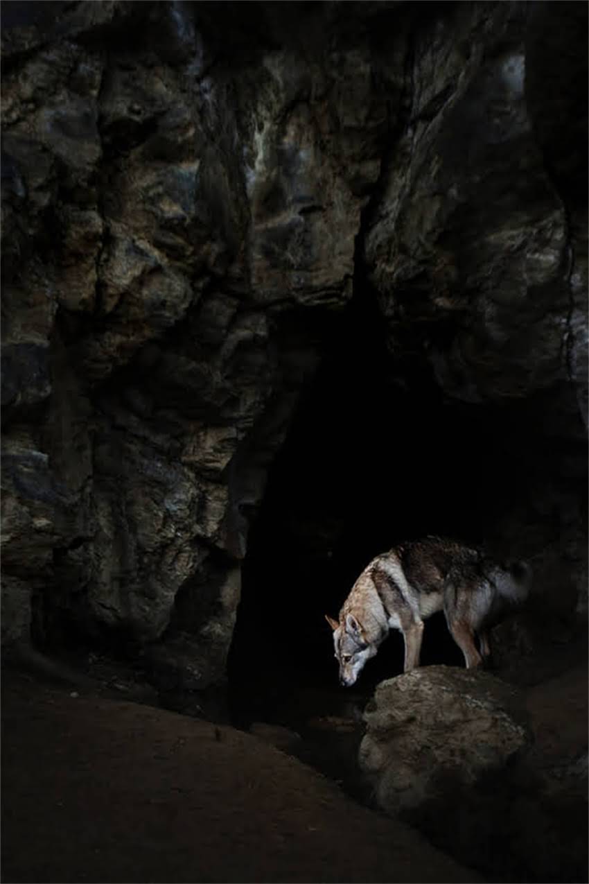 图片 吉娃娃突然不吃不喝怎么办？5大原因及3步急救法，宠物医生紧急指南2.jpg