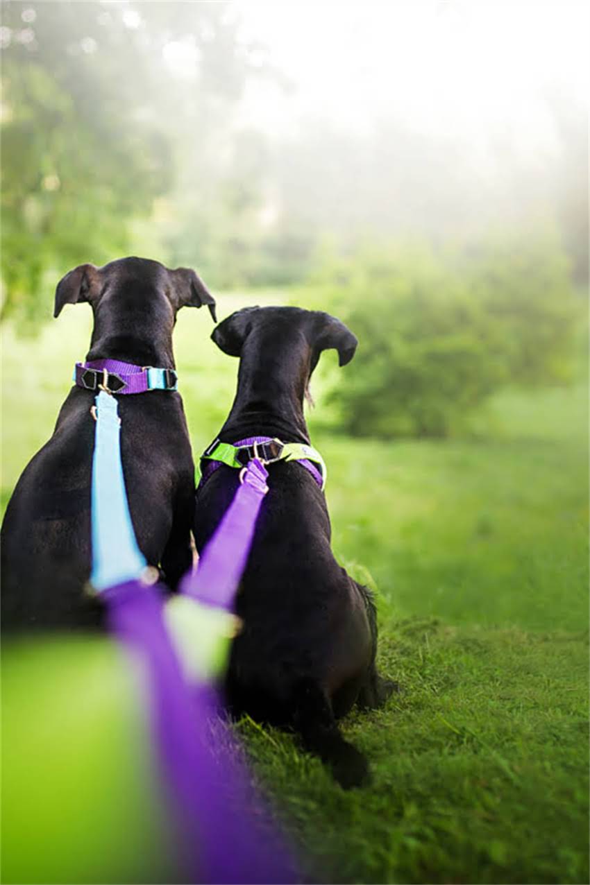 图片 吉娃娃突然无毛？专业+家庭护理指南：如何科学应对幼犬脱毛问题1.jpg