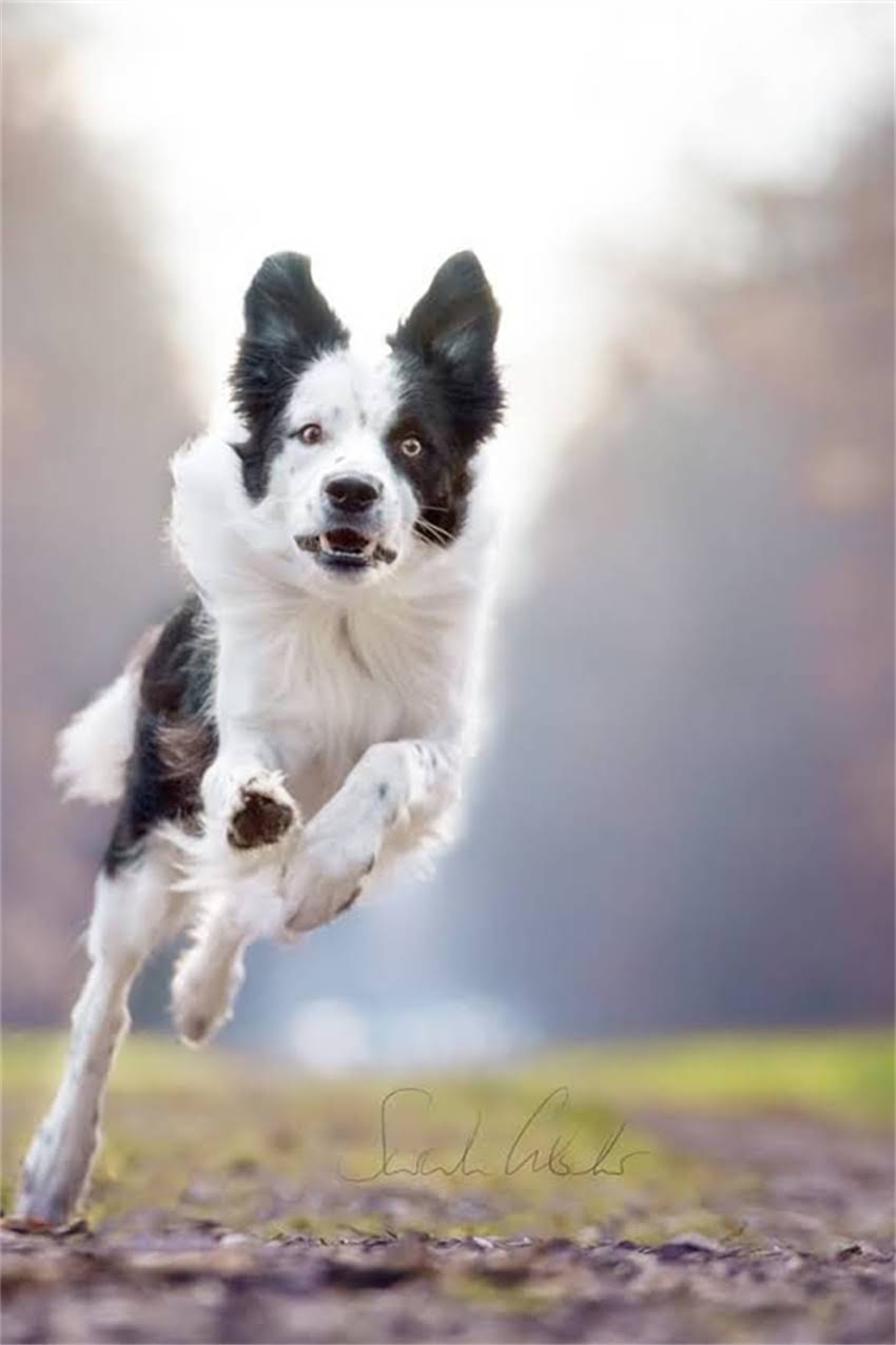 图片 吉娃娃突然无毛？专业+家庭护理指南：如何科学应对幼犬脱毛问题2.jpg