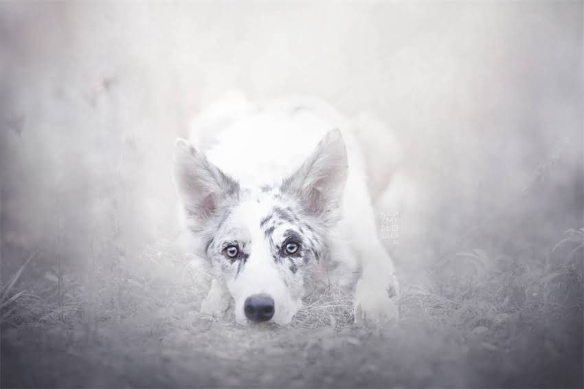 图片 吉娃娃绝育利弊全：科学建议与误区指南1.jpg